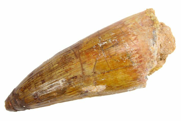 Fossil Spinosaurus Tooth - Curved Premax Tooth #252496